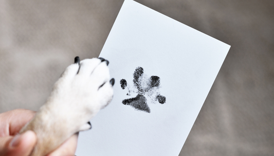 How can you turn your pet’s favourite photo into a 3D keepsake you can actually touch?