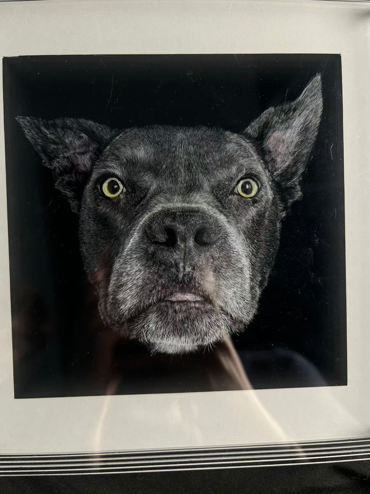 Close-up framed scratchboard pet portrait of a dark dog with yellow eyes