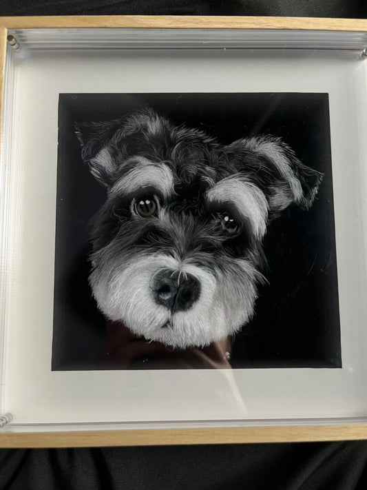 Framed scratchboard pet portrait of a black-and-white dog with dark eyes