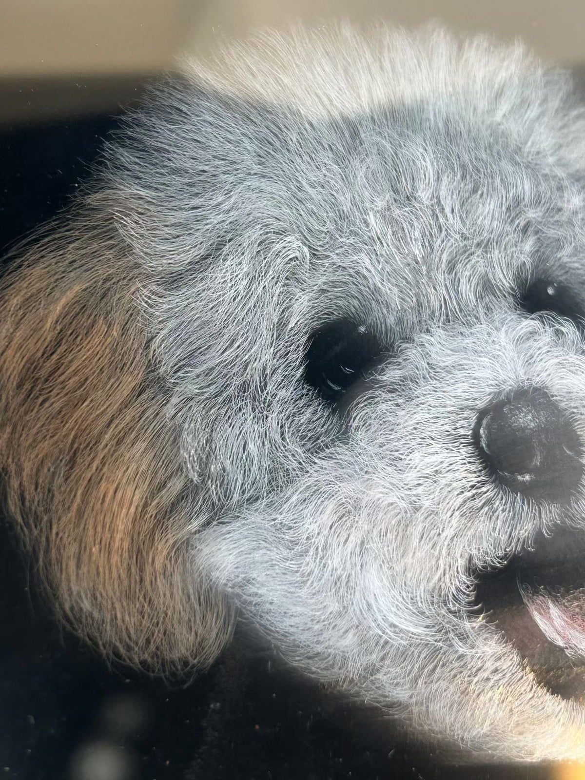 Close-up scratchboard pet portrait of a gray dog face with dark nose